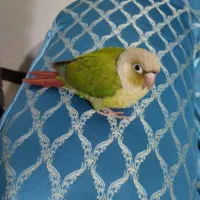 طوطی گرینچیک 3 ماهه