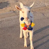 بزغاله ماده