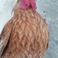 خروس مینیاتوری یا سیبرایت