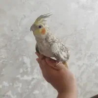 فروش فوری عروس هلندی بسیار ارام