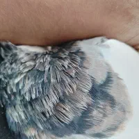 طوقی|پرنده|سنندج, |دیوار