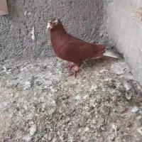 سرخ دم سفید پرشی نر