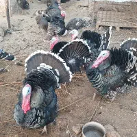 بوقلمون محلی اصل