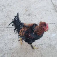 خروس فر|حیوانات مزرعه|نگار, |دیوار