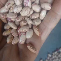 لوبیا چیتی