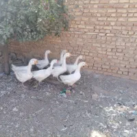 قو غاز جوان