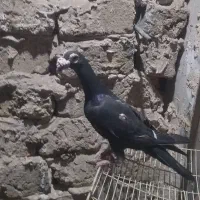 کبوتر کاریر|پرنده|مشهد, تبادکان|دیوار