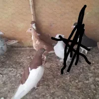 کفترچپ وهفرنگ ۷تا