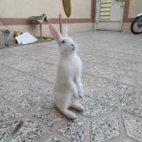 خرگوش