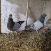 کبوتر مسافتی