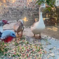 قوغاز|حیوانات مزرعه|کنگاور, |دیوار