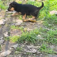 سگ ژرمن|سگ|لنگرود, |دیوار