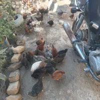 جوجه محلی