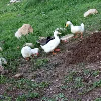 4عددمرغابی نربامرغابی ماده عوض میکنم