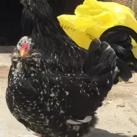 تخم و جوجه مرغ و خروس گلین چهل تاج|حیوانات مزرعه|ساری, |دیوار