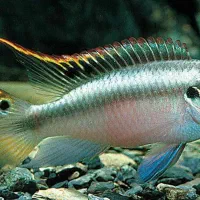 ماهی کریبن سیس