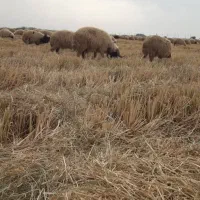 گوسفند فروشی