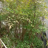 فروش درخچه ناندینا