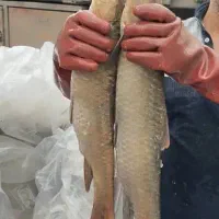 شیربت صیدروز