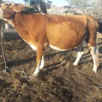 گاو سیمینتال قرمز ۸ماه آبستن یک شکم زاییده تلیسه|حیوانات مزرعه|مراوه, |دیوار