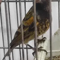 سهره گلبسر قناری بخوان قفسی