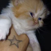 گربه پرشین|گربه|گرگان, |دیوار