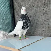 طوقی|پرنده|ورزنه, |دیوار