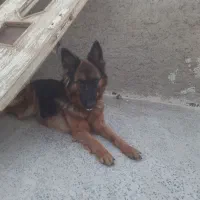 سگ شپر ماده ۲ ساله