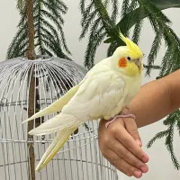 عروس هلندی دستی