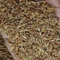 گندم در رامشیر