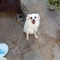 سگ  خونگی|سگ|آستانه اشرفیه, |دیوار