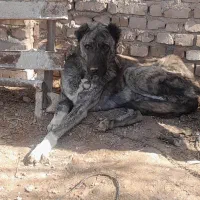 واگذاری سگ معاوضه با بره