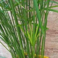 نخل مرداب ارتفاع ۸۸ سانت