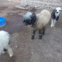 گوسفند داشتی|حیوانات مزرعه|کیار, |دیوار