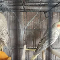 عروس هلندی دستی