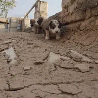 واگزاری توله آلبای اصل 2تا ماده خون بالا|سگ|گنبد کاووس, |دیوار