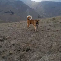 سگ گم شده|سگ|پارسآباد, |دیوار