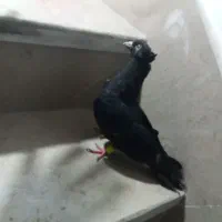سه تا کفتر گرفتنی|پرنده|مرودشت, بهارستان|دیوار