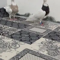 پرنده