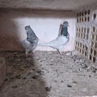 کفتر کل الماسی|پرنده|قم, نیروگاه|دیوار