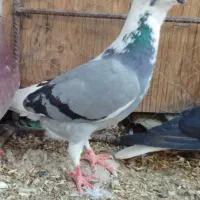 ابلق سبز کیلومتری