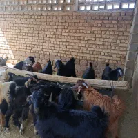 کهره نر چاق به قیمت بازار
