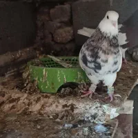 زاغ دم سفید و طوقی|پرنده|نرماشیر, |دیوار