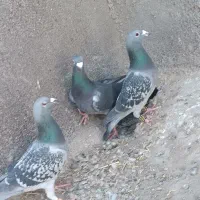 3عدد کبوتر نر|پرنده|تایباد, |دیوار