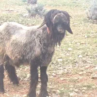 فروش دوراس بره قوچی تهه یه کری شاخی