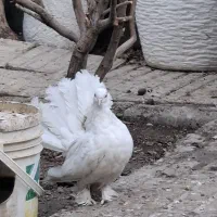 کبوتر زینتی دم چتری سفید مهر پا پر|پرنده|اسلامشهر, شهرک واوان|دیوار