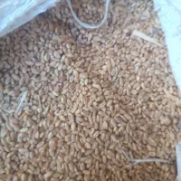 گندم پیشگام|خدمات باغبانی و درختکاری|زنجانرود, |دیوار