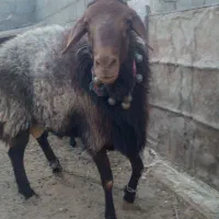 بره قوچ|حیوانات مزرعه|فردوس (خراسان), |دیوار