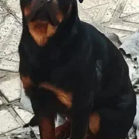 سگ رودفایلر