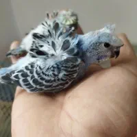 مرغ عشق پروانه ای جوجه عروس هلندی